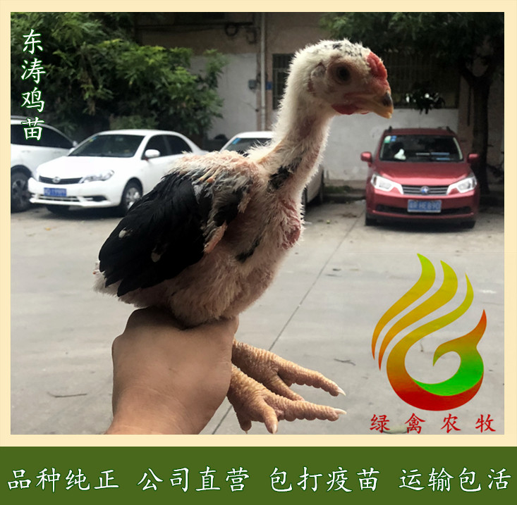 广州35天脱温东涛鸡苗-越南大脚鸡苗-品种纯正-质量保证