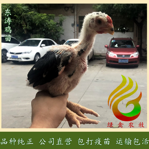 广州35天脱温东涛鸡苗-越南大脚鸡苗-品种纯正-质量保证
