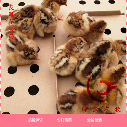 广州 良凤花鸡苗 快大型肉鸡苗公苗 厂家直销 包打疫苗