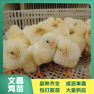 南宁 文昌鸡苗 鸡苗批发