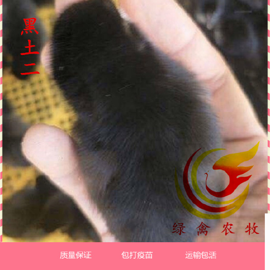 广州 黑土2鸡苗 可分公母 厂家直销 包打疫苗 出壳苗活体