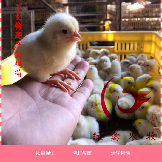 广州 高产蛋鸡苗 罗曼粉蛋鸡苗 年产蛋300 出壳苗活体 包邮