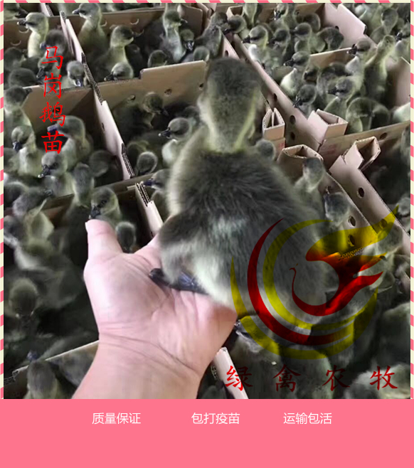马岗鹅苗 正宗 包打疫苗 包运输死亡 成年鹅5.5千克