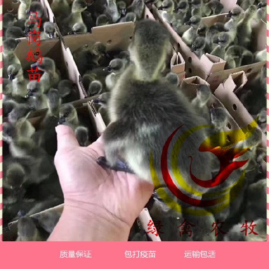 广州马岗鹅苗 正宗 包打疫苗 包运输死亡 成年鹅5.5千克