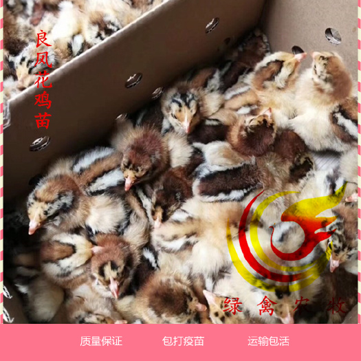 广州 良凤花鸡苗 快大型肉鸡苗母 60天可以长4斤 出壳苗