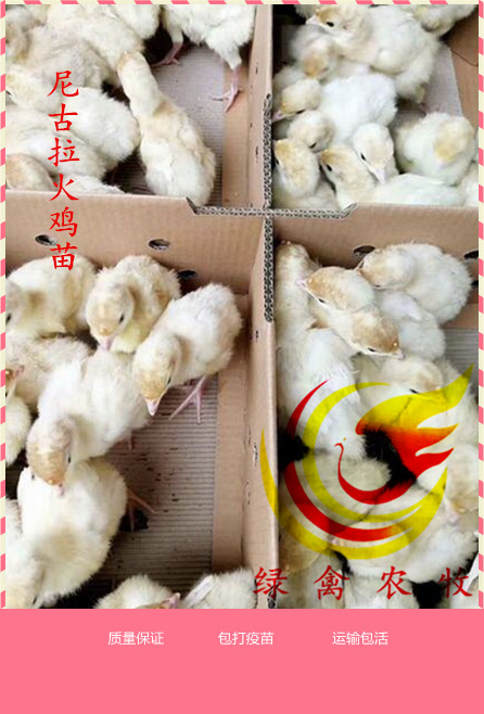 广州 尼古拉火鸡苗 白火鸡 重型火鸡 包运输