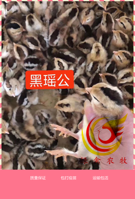 广州 黑瑶鸡苗 可分公母 黑瑶公出壳苗 厂家直销 包运费