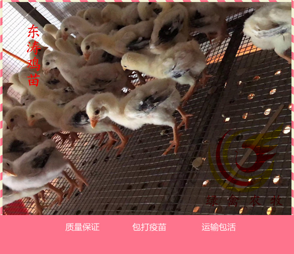 广州 东涛鸡 大脚鸡苗 正宗越南东涛鸡苗 成活率高