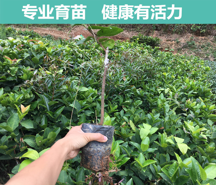  莲雾苗黑金刚品种嫁接南方果树苗庭院地栽当年开花结果