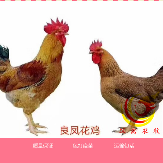 广州 良凤花鸡苗 大种良凤花公苗 80天7斤 抗病力强
