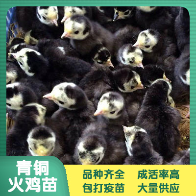 南宁 青铜火鸡苗 鸡苗批发
