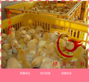 广州 快大黄鸡苗 大种肉鸡苗 可放养可圈养 包疫苗