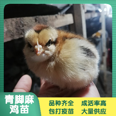 南宁 青脚麻鸡苗 鸡苗批发