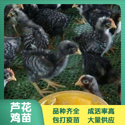 南宁 芦花鸡苗 鸡苗批发