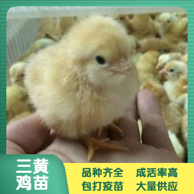 南宁 三黄土鸡苗 鸡苗批发