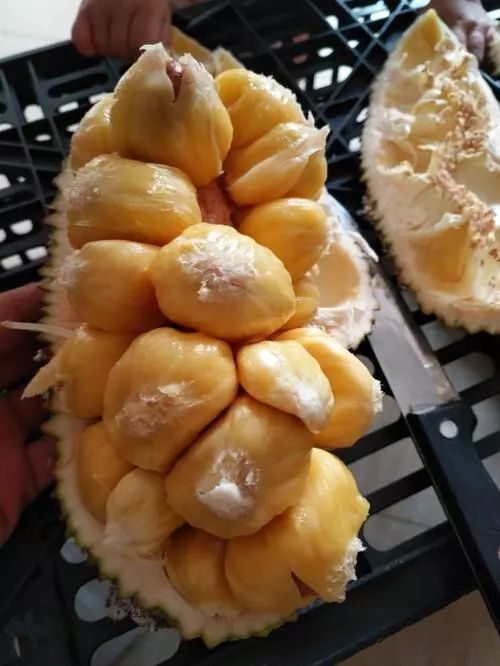 琼海市 榴莲蜜果园直供，海南榴莲蜜批发供应，海南热带水果
