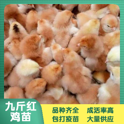 南宁 九斤黄鸡苗 鸡苗批发