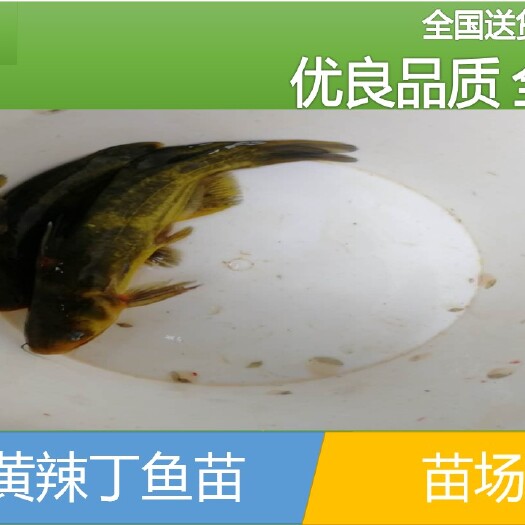  【批发】黄颡鱼苗，鱼场直供、量大从优。