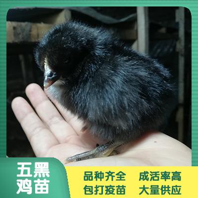南宁 五黑鸡苗 鸡苗批发