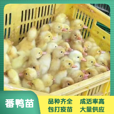 南宁 番鸭苗 鸭苗批发
