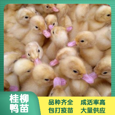 南宁 桂柳白鸭苗 鸭苗批发