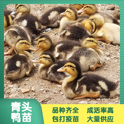 南宁 青头鸭苗 鸭苗批发