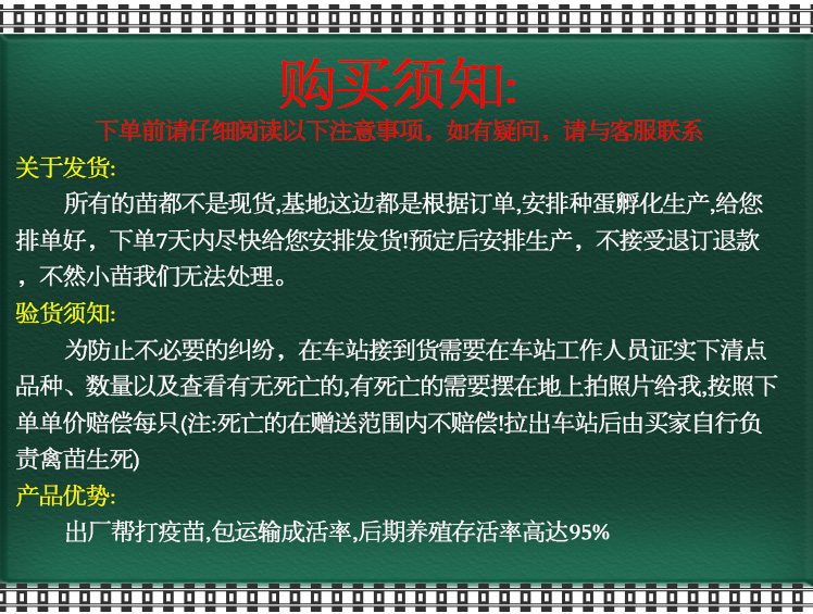  K九鸡苗 鸡苗批发