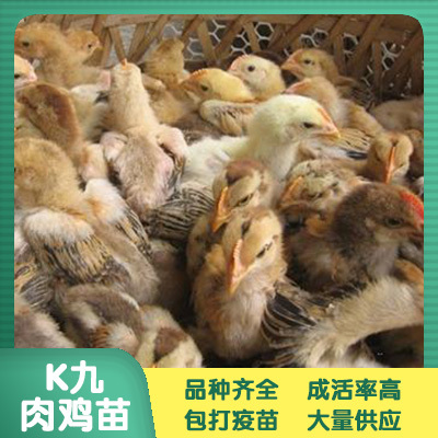 南宁 K九鸡苗 鸡苗批发