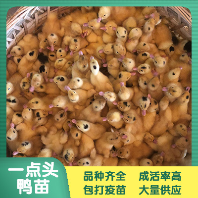 南宁 一点头鸭苗 鸭苗批发