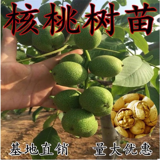 平邑县 薄皮核桃苗南北方种植嫁接苗地栽庭院当年结果