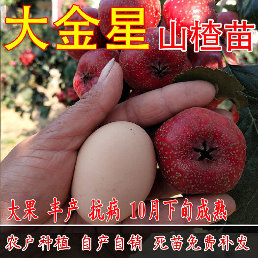 平邑县大金星山楂树苗 山楂树 嫁接山楂苗大金星南方北方果树苗红果树苗当年结果