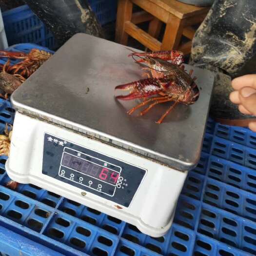 洪湖市 洪湖小龙虾一手货源支持视频看货优质小龙虾饱满度好