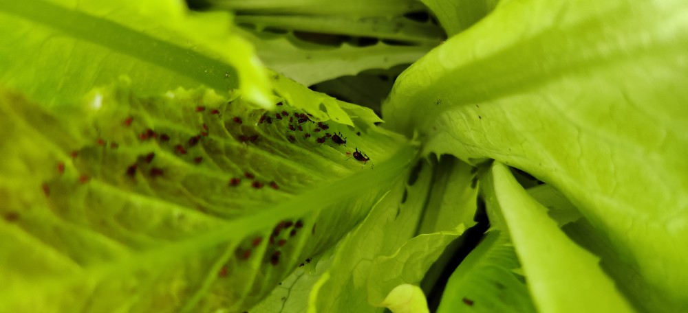 生菜芯里長蟲特別多現在菜的這個長勢還能打藥還有用嗎