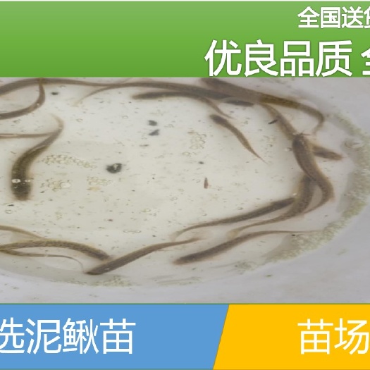 成都 【批发】泥鳅苗，鱼场直供、量大从优。