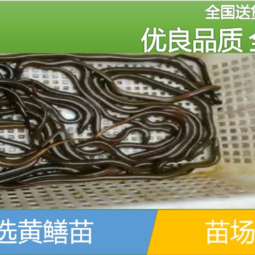 海口黄鳝苗  【批发】黄鳝鱼苗，鱼场直供、量大从优。