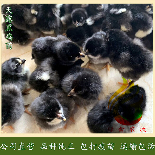 广州 黑土鸡苗-天露黑鸡苗-黑土二鸡苗-优良品种,价位合理