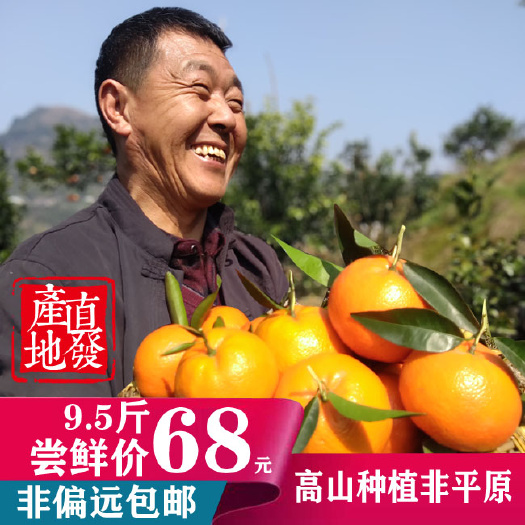 重庆市 重庆开州高山纯甜沃柑批发零售代发