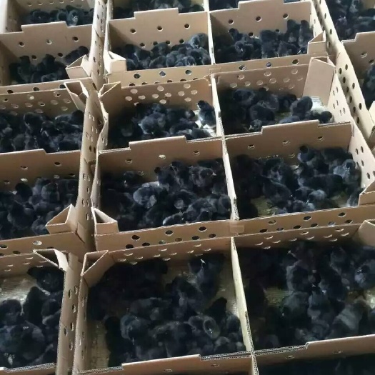 昆明五黑鸡苗 厂家直销 疫苗包打 运死包赔  后期提供技术支持
