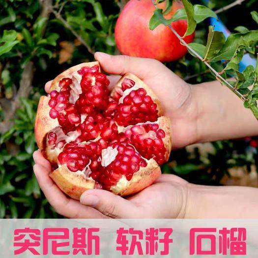 平邑县突尼斯软籽石榴树苗 突尼斯软籽果树当年结果盆栽南北方庭院种植特大石榴
