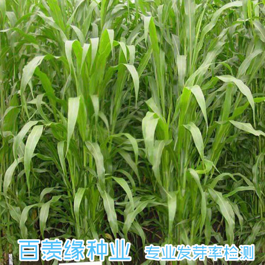 沭阳县高丹草高丹草高产型高丹草
