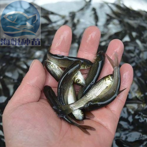 广州 草鱼苗 活体 草鲩鱼苗脆肉鲩鱼苗 淡水养殖鱼