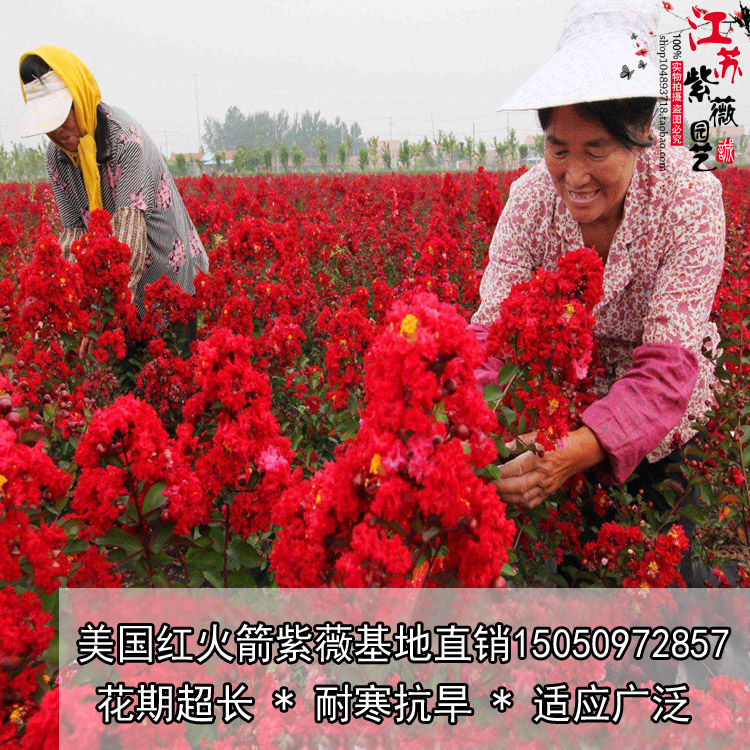  正宗大红紫薇红火箭工程用苗占地苗大小规格齐全50亩地直销