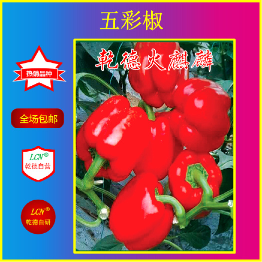 寿光市五彩椒种 火麒麟，红彩椒好品种，抗病好，口感好