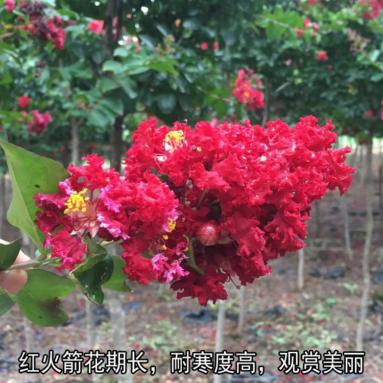  正宗大红紫薇红火箭工程用苗占地苗大小规格齐全50亩地直销