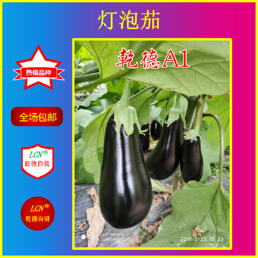 寿光市茄子种子 乾德A1绿萼灯泡茄品种 长势强 春秋保护地栽