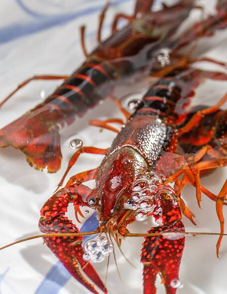 洪湖市清水小龙虾 荆楚优品湖味鲜，精益求精重品质，踏踏实实求发展。