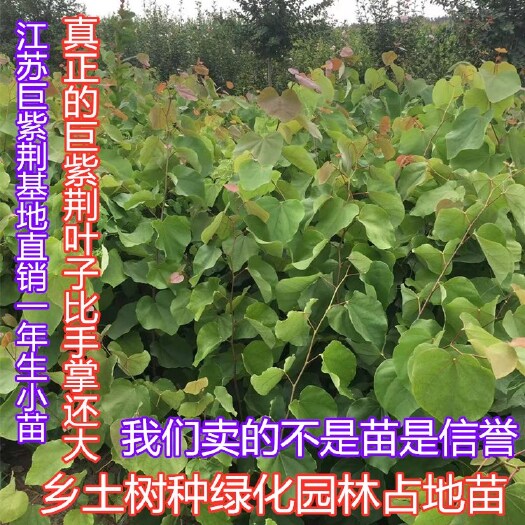  巨紫荆树苗观花大乔木巨紫荆小苗基地直销量大价低