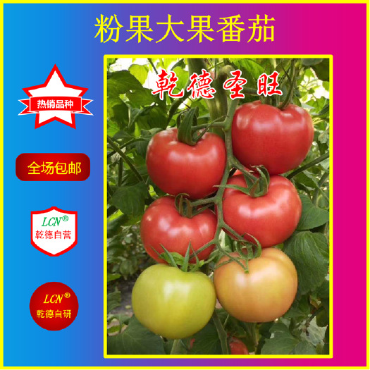 寿光市乾德圣旺粉果番茄种子耐寒抗病口感好十佳蔬菜品种