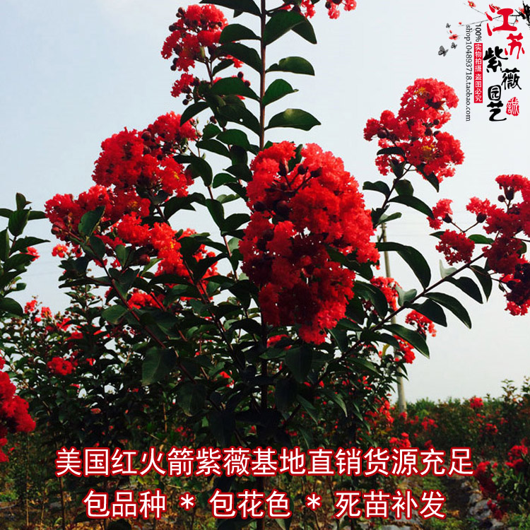  正宗大红紫薇红火箭工程用苗占地苗大小规格齐全50亩地直销