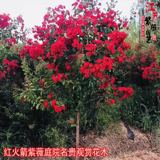 沭阳县 正宗大红紫薇红火箭工程用苗占地苗大小规格齐全50亩地直销